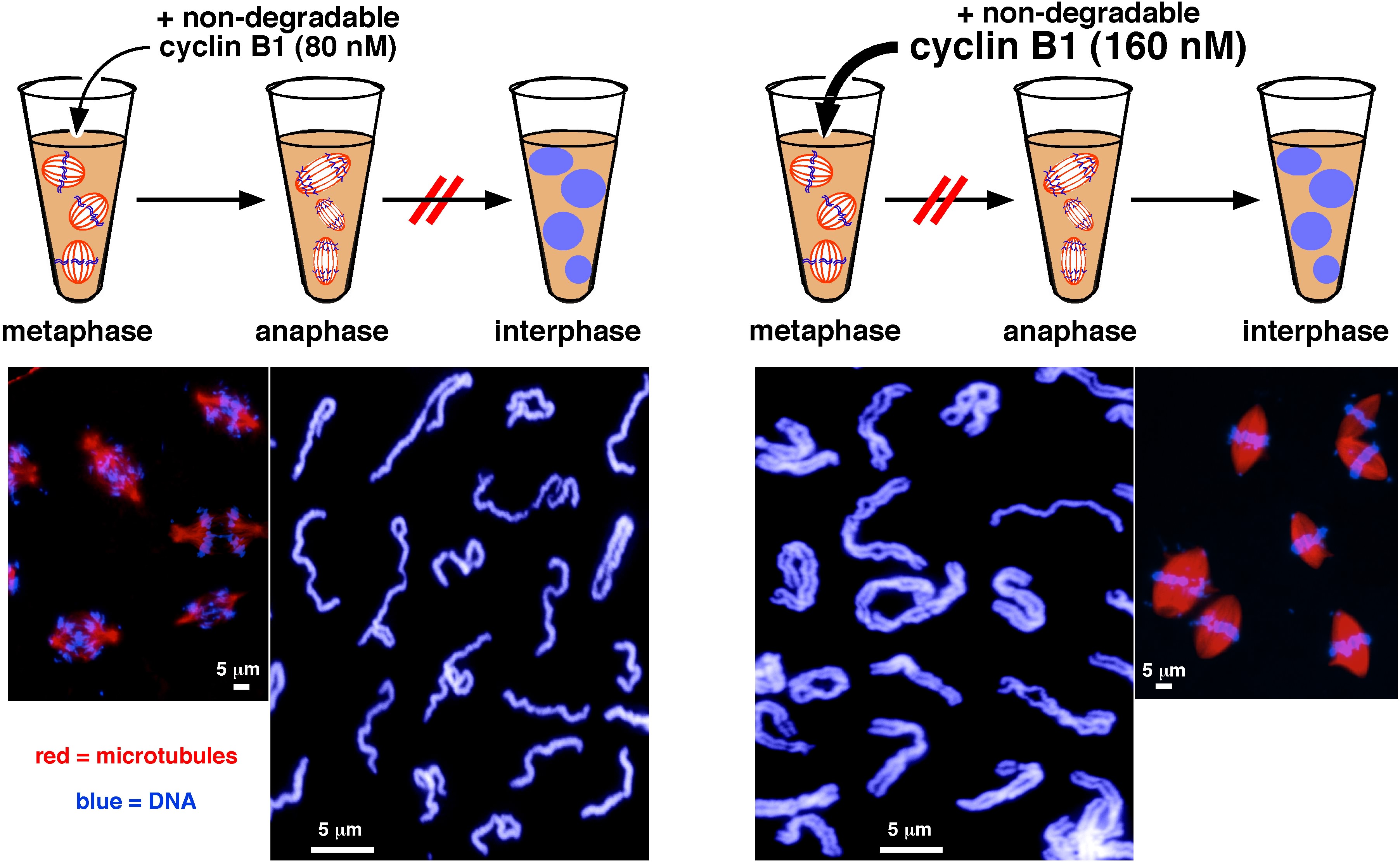 Fig_research_stemmann