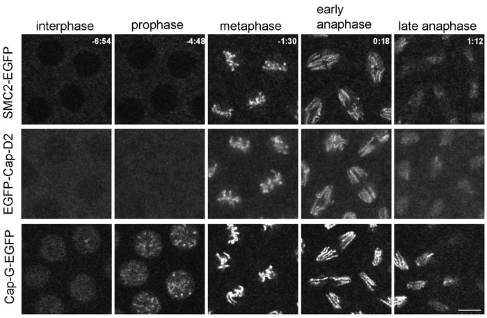 condensin timecourse